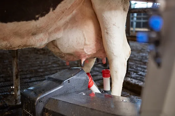 Melkroboter auf Gut Hülsenberg 