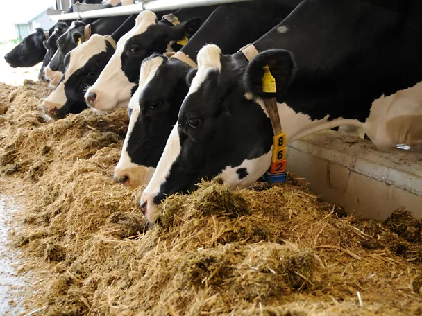 Kühe am Futtertisch Kühe am Futtertisch