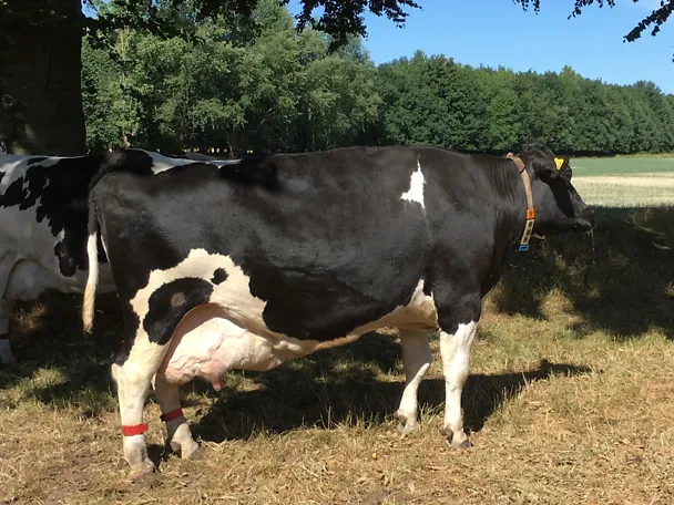 Kühe ruhen sich im Schatten aus Kühe ruhen sich im Schatten aus