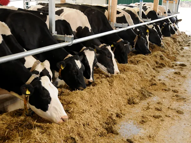 Kühe fressen Silage auf Gut Hülsenberg Kühe fressen Silage auf Gut Hülsenberg