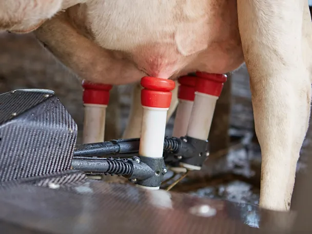 Melken von Milchkühen Melken von Milchkühen