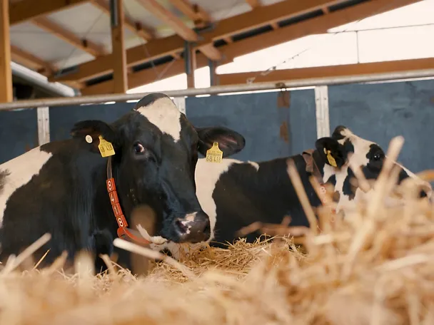 Trockensteher auf Gut Hülsenberg Trockensteher auf Gut Hülsenberg