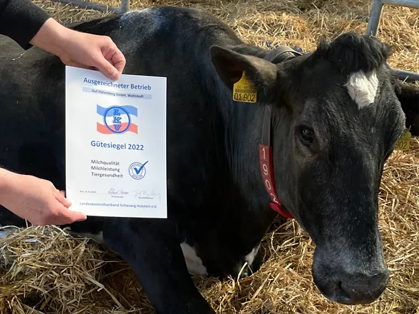 Auszeichnung von den top Kühen auf Gut Hülsenberg Auszeichnung von den top Kühen auf Gut Hülsenberg