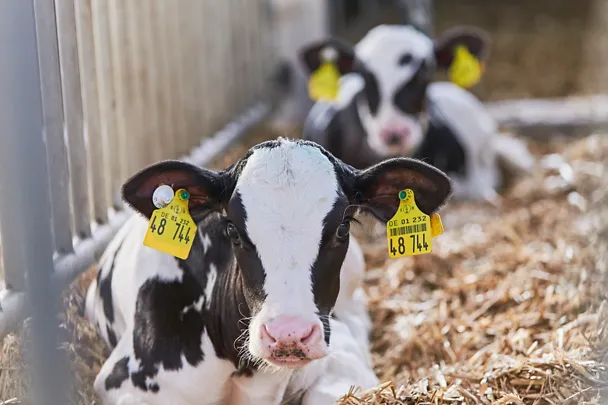 Kälber ruhen sich im Stroh aus 