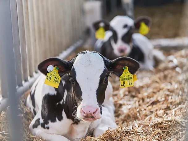 Kälber ruhen sich im Stroh aus 