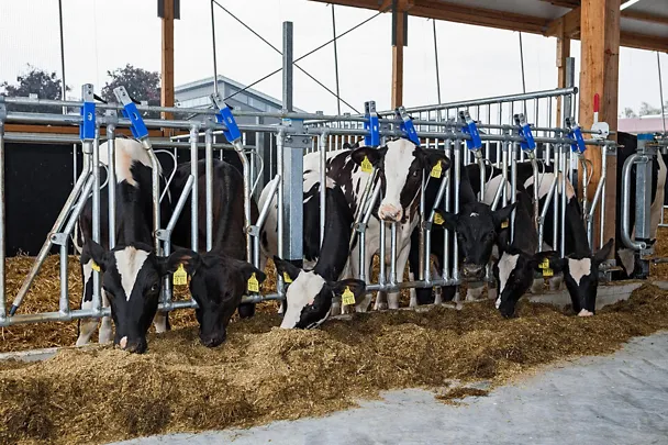 Kälber auf Gut Hülsenberg