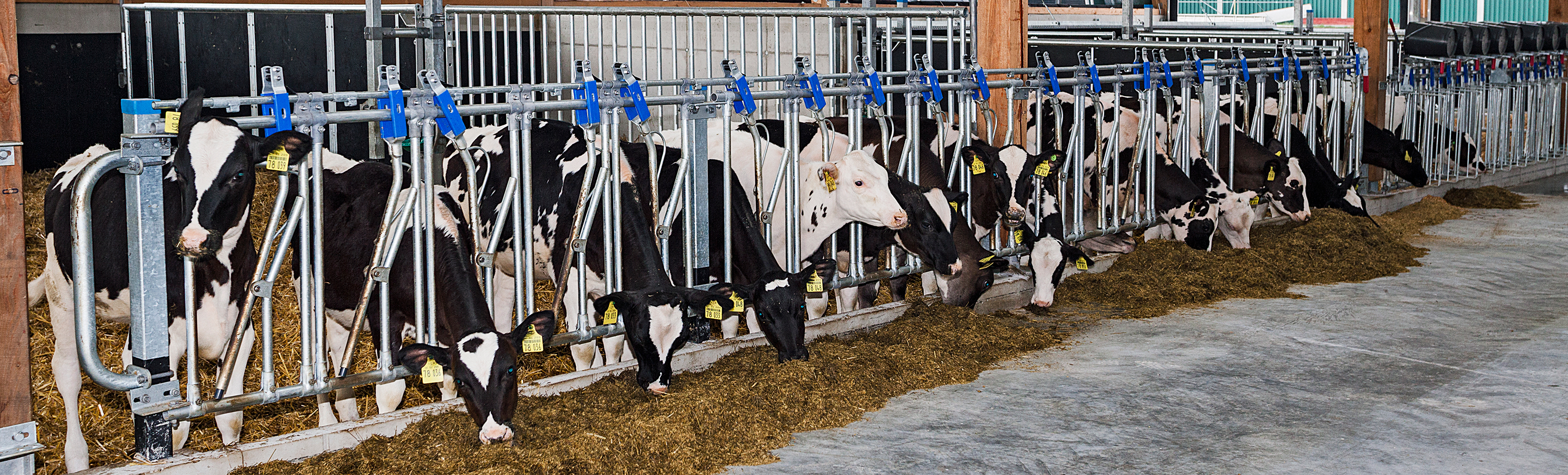 Der Kälberstall auf Gut Hülsenberg